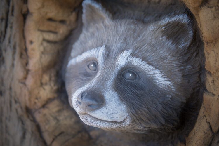 raccoon face in playground equipment